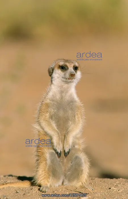 : SURICATE / Meerkat - Guard on lookout at th edge : SURICATE / Meerkat - Guard on lookout at th edge