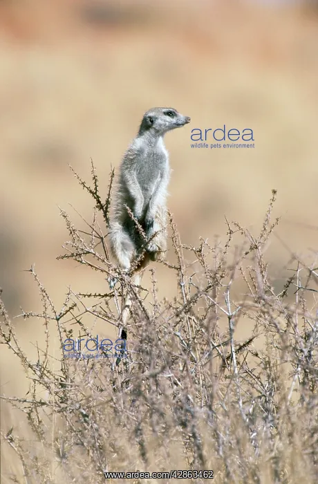: Suricate / Meerkat - guard on the lookout from a thornbush : Suricate / Meerkat - guard on the lookout from a thornbush