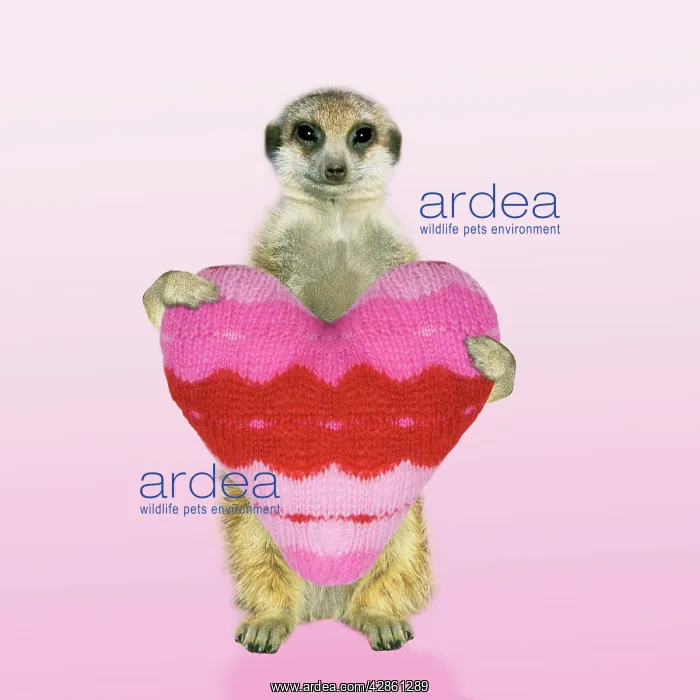 : Suricate / Meerkat - holding a knitted heart - captionable : Suricate / Meerkat - holding a knitted heart - captionable