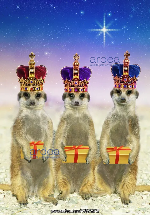  : Suricate  /  Meerkat - three Kings