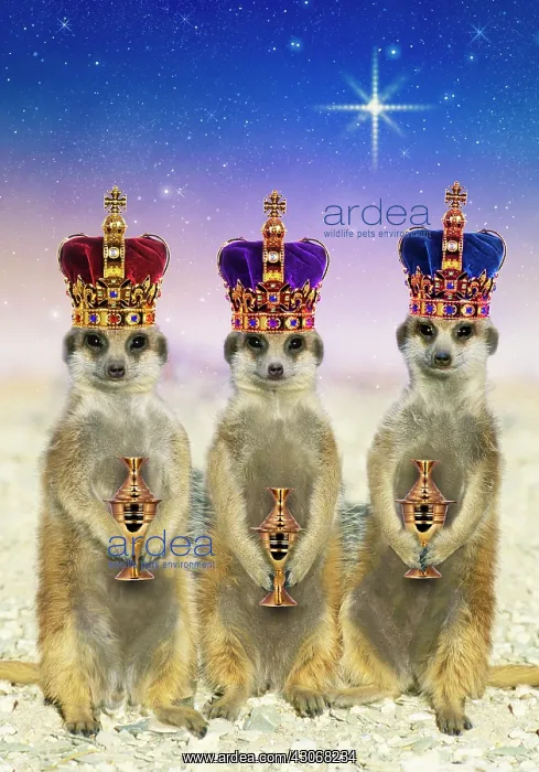  : Suricate  /  Meerkat - three Kings