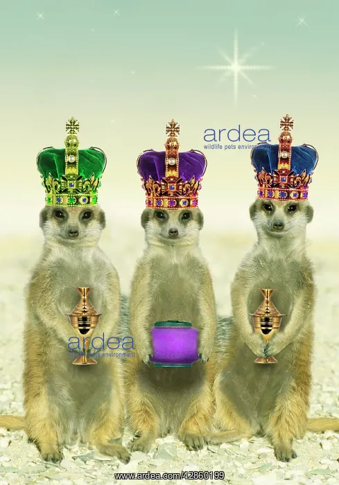 : Suricate / Meerkat - three Kings wearing crowns : Suricate / Meerkat - three Kings wearing crowns