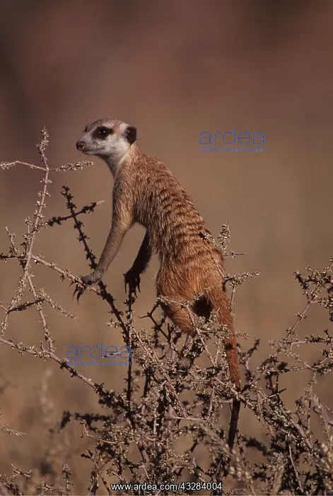 : Suricate / Meerkat - look out, on guard : Suricate / Meerkat - look out, on guard