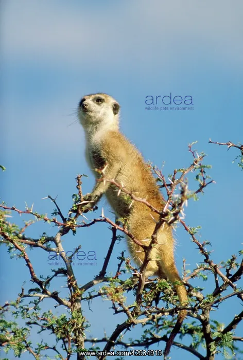 : Suricate / Meerkat - in look-out in tree, sentry : Suricate / Meerkat - in look-out in tree, sentry