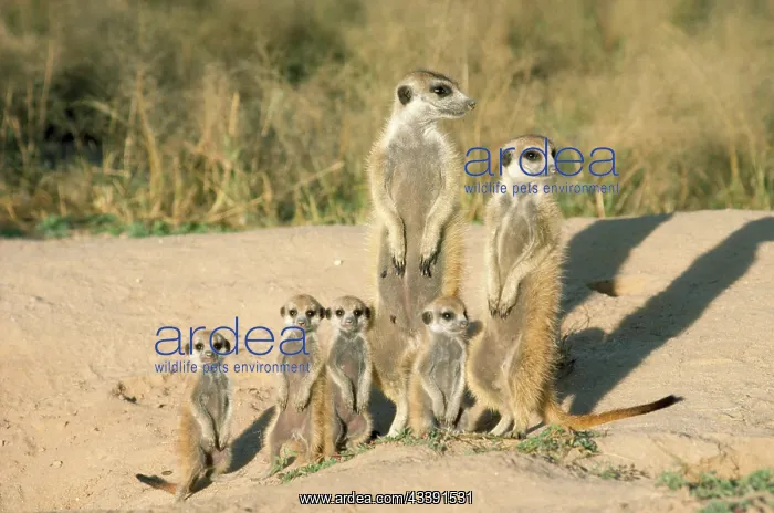 : Suricate / Meerkat - mother & nursemaid with baby kittens : Suricate / Meerkat - mother & nursemaid with baby kittens
