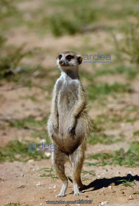  : SURICATE  /  Meerkat - pregnant female on hind legs