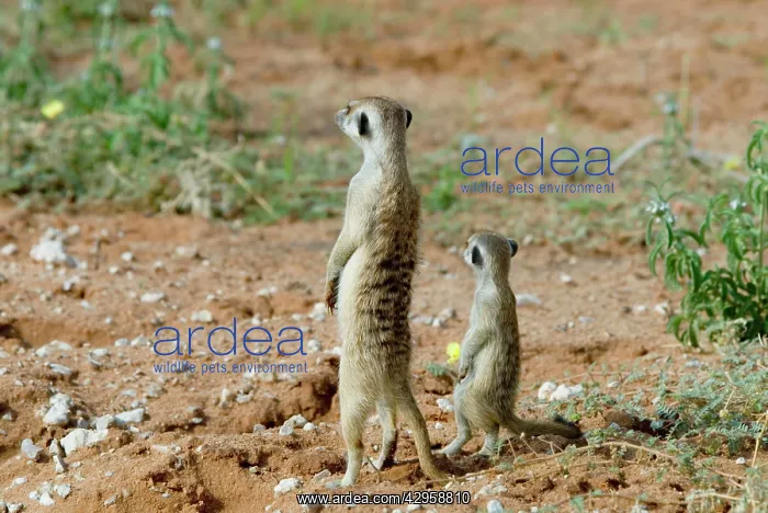  : Suricate  /  Meerkat sentinel with youngster