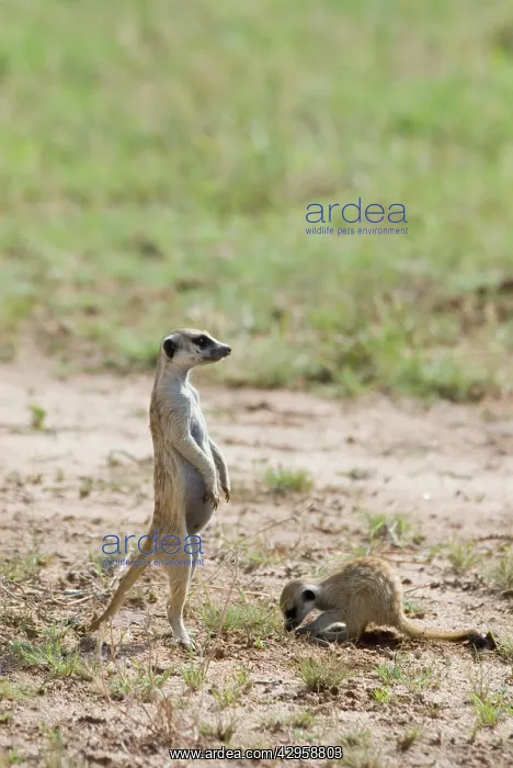 : Suricate / Meerkat sentinel with youngster digging : Suricate / Meerkat sentinel with youngster digging