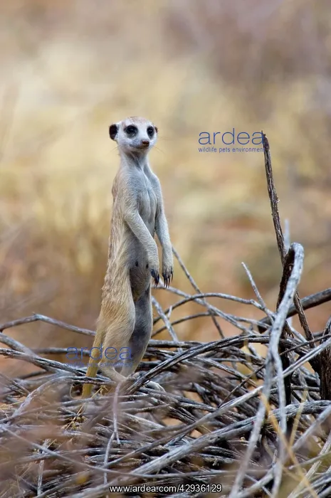 : Suricate / Meerkat - Sentry keeping watch for predators : Suricate / Meerkat - Sentry keeping watch for predators