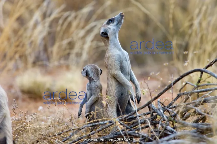 : Suricate / Meerkat - Sentry keeping watch for predators : Suricate / Meerkat - Sentry keeping watch for predators