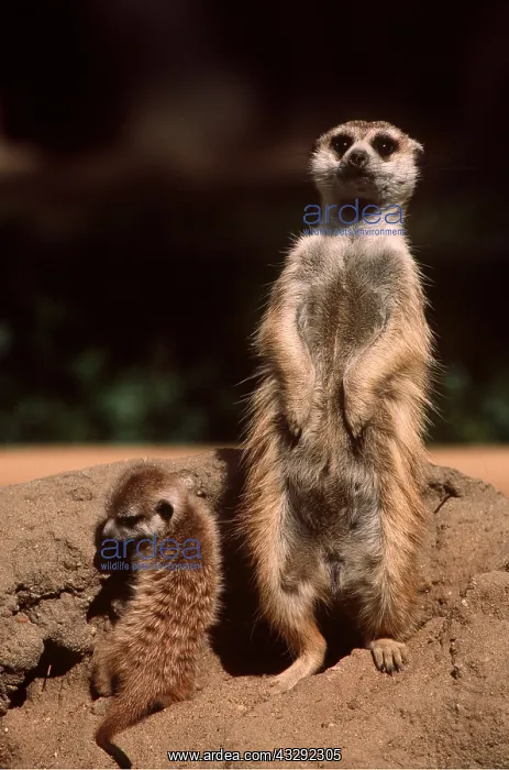 : Suricate / Meerkat - Slender-tailed, young : Suricate / Meerkat - Slender-tailed, young