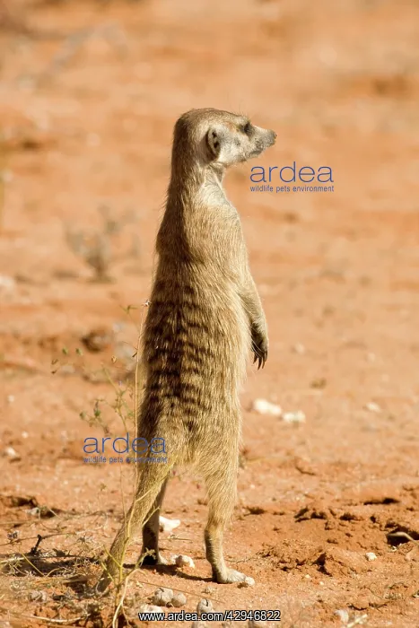 : Suricate / Meerkat - Standing guard : Suricate / Meerkat - Standing guard