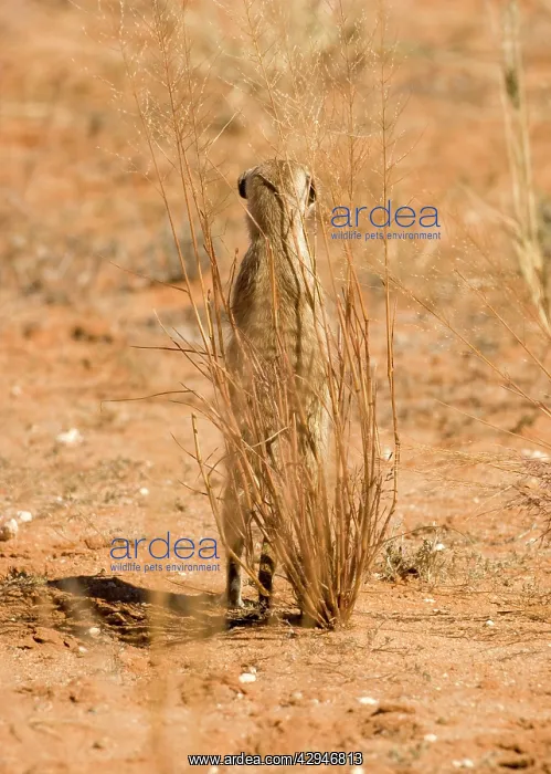 : Suricate / Meerkat - Standing guard whilst taking : Suricate / Meerkat - Standing guard whilst taking