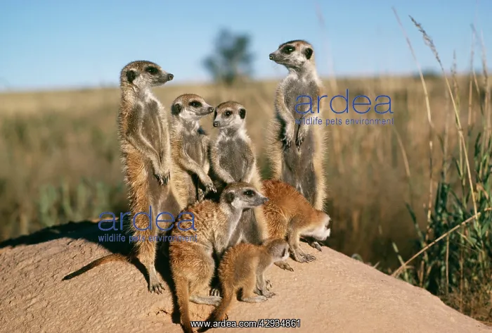 : Suricate / Meerkat - Sunbathe at sunrise : Suricate / Meerkat - Sunbathe at sunrise