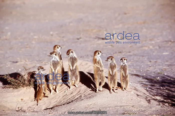 : Suricate / Meerkat - Sunbathing in early morning : Suricate / Meerkat - Sunbathing in early morning