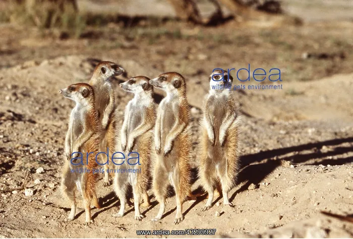 : Suricate / Meerkat - sunbathing in early morning : Suricate / Meerkat - sunbathing in early morning