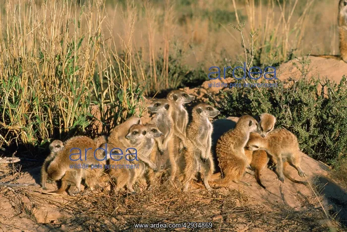 : Suricate / Meerkat - troop sunbathing on a winter sunrise : Suricate / Meerkat - troop sunbathing on a winter sunrise