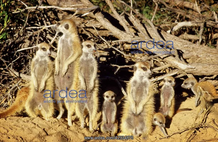 : Suricate / Meerkat - part of troup sunbathing : Suricate / Meerkat - part of troup sunbathing