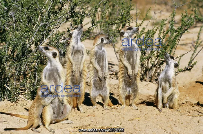 : Suricate / Meerkat - Watch Raptor overhead, ready : Suricate / Meerkat - Watch Raptor overhead, ready
