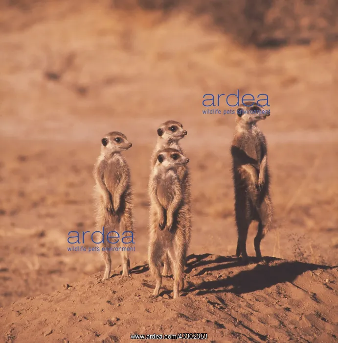 : Suricate / Meerkat - x four : Suricate / Meerkat - x four