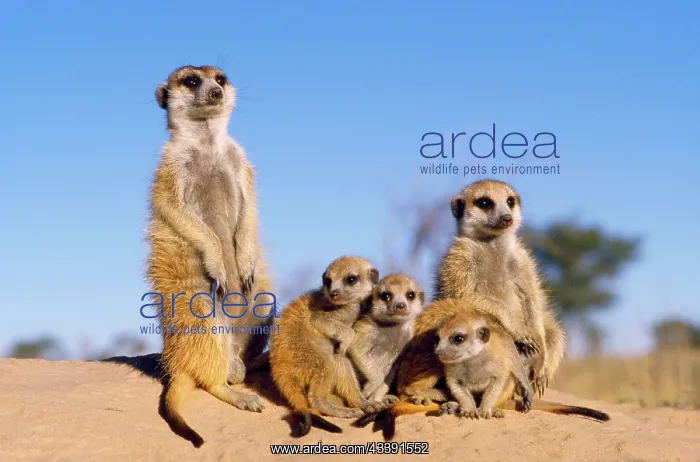 : Suricate / Meerkat - young : Suricate / Meerkat - young