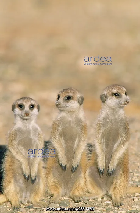 : SURICATE / Meerkat - Three young on lookout at : SURICATE / Meerkat - Three young on lookout at