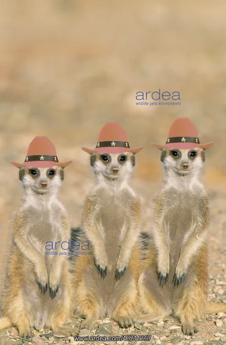 : Suricate / Meerkat young on lookout, at the edge of their bu : Suricate / Meerkat young on lookout, at the edge of their bu