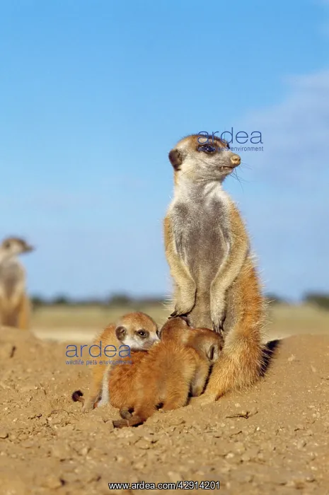 : Suricate / Meerkat - young suckling : Suricate / Meerkat - young suckling