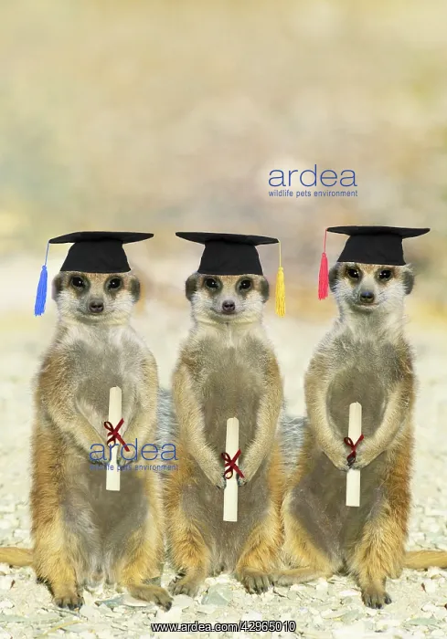 : Suricate / Meerkats on Graduation Day : Suricate / Meerkats on Graduation Day