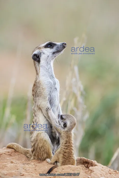 : Suricate (Suricata suricatta). Also called Meerkat : Suricate (Suricata suricatta). Also called Meerkat