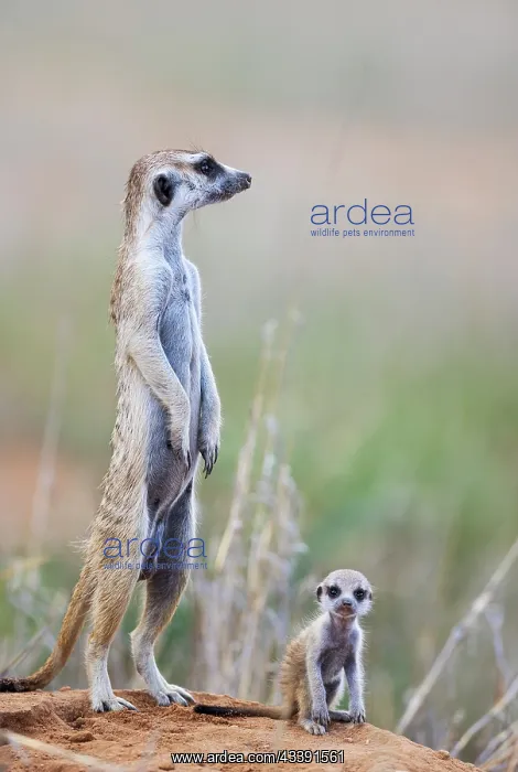 : Suricate (Suricata suricatta). Also called Meerkat : Suricate (Suricata suricatta). Also called Meerkat