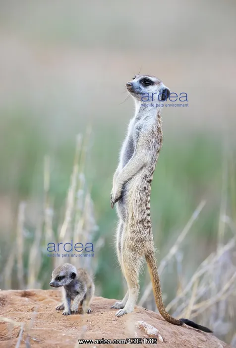 : Suricate (Suricata suricatta). Also called Meerkat : Suricate (Suricata suricatta). Also called Meerkat