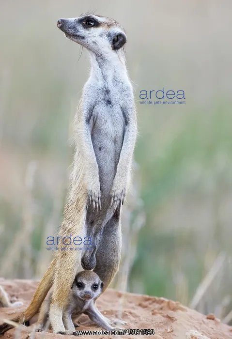 : Suricate (Suricata suricatta). Also called Meerkat : Suricate (Suricata suricatta). Also called Meerkat