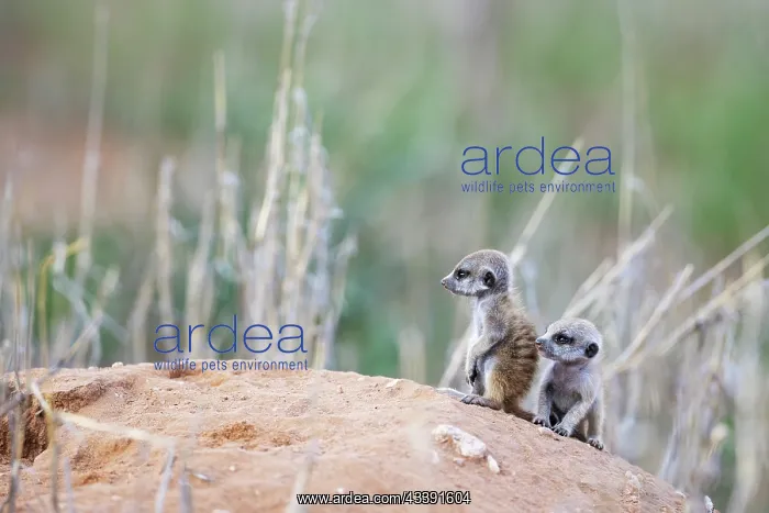 : Suricate (Suricata suricatta). Also called Meerkat : Suricate (Suricata suricatta). Also called Meerkat
