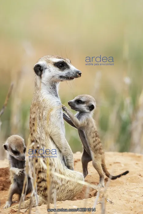 : Suricate (Suricata suricatta). Also called Meerkat : Suricate (Suricata suricatta). Also called Meerkat