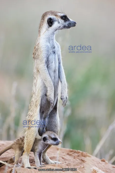 : Suricate (Suricata suricatta). Also called Meerkat : Suricate (Suricata suricatta). Also called Meerkat