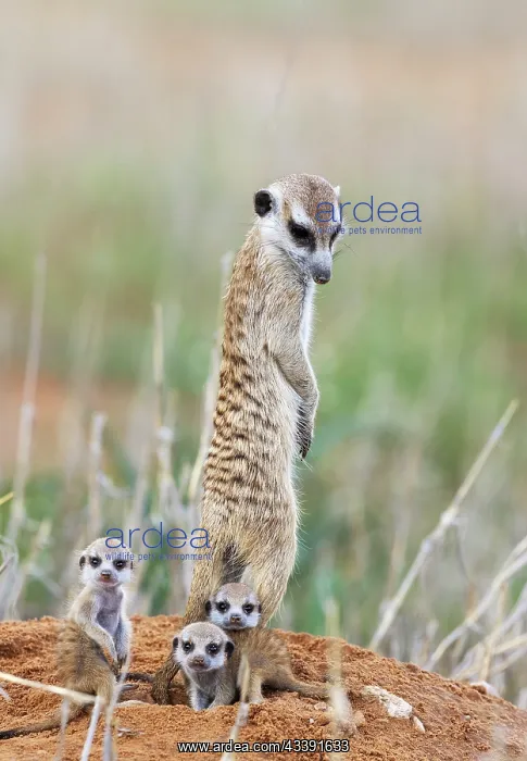 : Suricate (Suricata suricatta). Also called Meerkat : Suricate (Suricata suricatta). Also called Meerkat