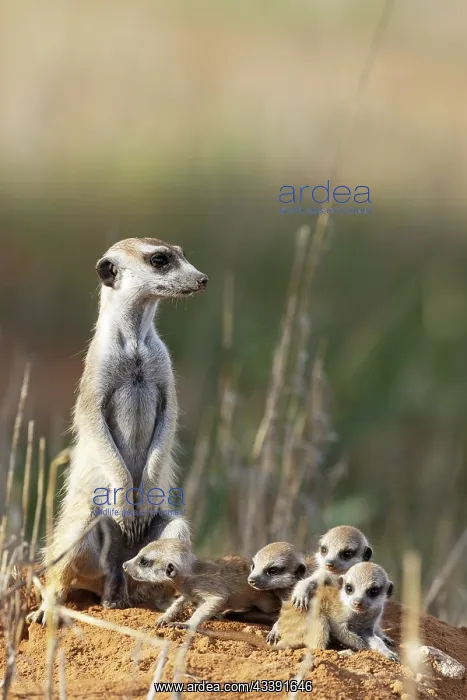 : Suricate (Suricata suricatta). Also called Meerkat : Suricate (Suricata suricatta). Also called Meerkat