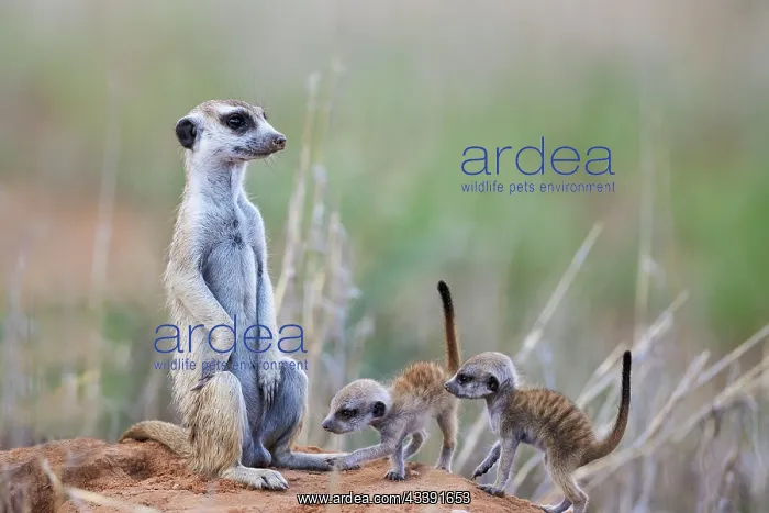 : Suricate (Suricata suricatta). Also called Meerkat : Suricate (Suricata suricatta). Also called Meerkat