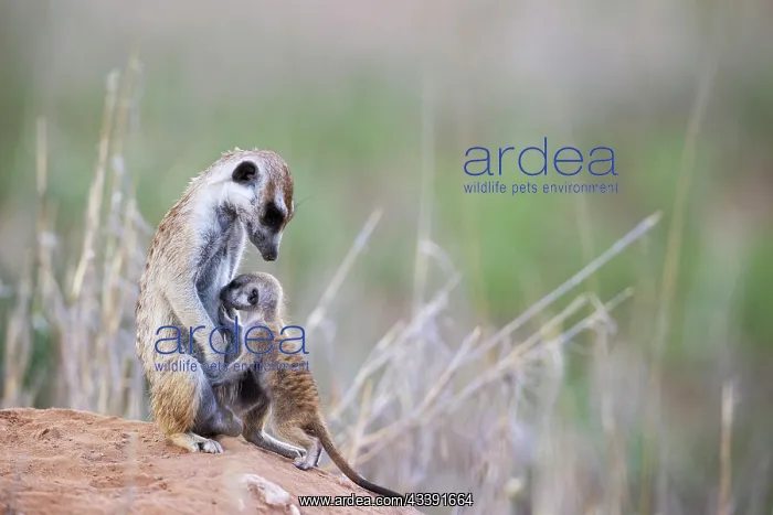 : Suricate (Suricata suricatta). Also called Meerkat : Suricate (Suricata suricatta). Also called Meerkat