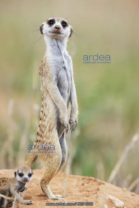 : Suricate (Suricata suricatta). Also called Meerkat : Suricate (Suricata suricatta). Also called Meerkat