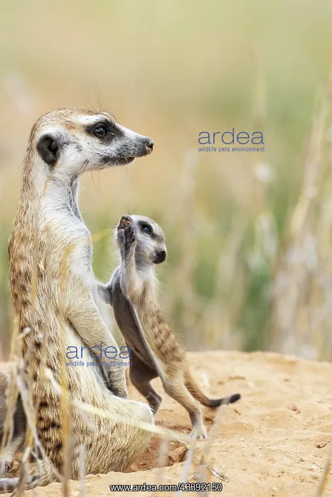 : Suricate (Suricata suricatta). Also called Meerkat : Suricate (Suricata suricatta). Also called Meerkat