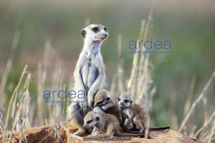 : Suricate (Suricata suricatta). Also called Meerkat : Suricate (Suricata suricatta). Also called Meerkat