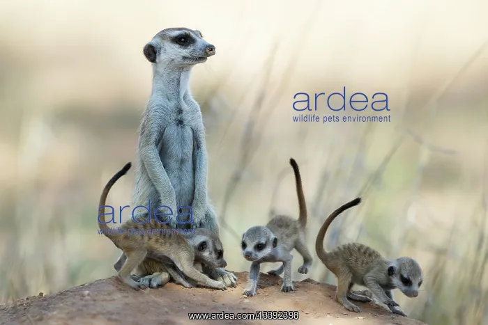 : Suricate (Suricata suricatta). Also called Meerkat : Suricate (Suricata suricatta). Also called Meerkat
