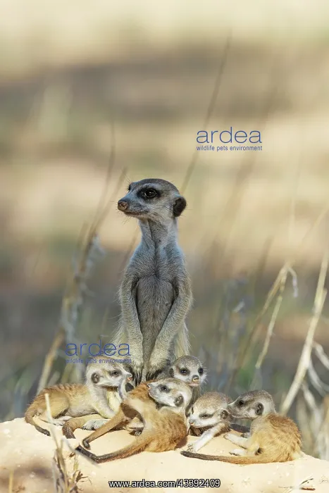 : Suricate (Suricata suricatta). Also called Meerkat : Suricate (Suricata suricatta). Also called Meerkat