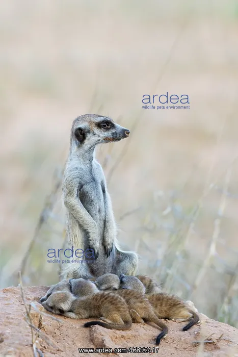 : Suricate (Suricata suricatta). Also called Meerkat : Suricate (Suricata suricatta). Also called Meerkat