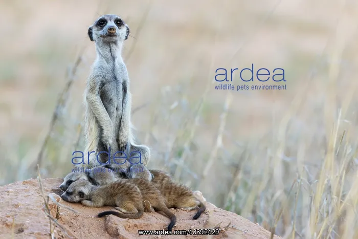 : Suricate (Suricata suricatta). Also called Meerkat : Suricate (Suricata suricatta). Also called Meerkat