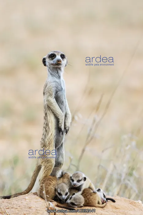 : Suricate (Suricata suricatta). Also called Meerkat : Suricate (Suricata suricatta). Also called Meerkat