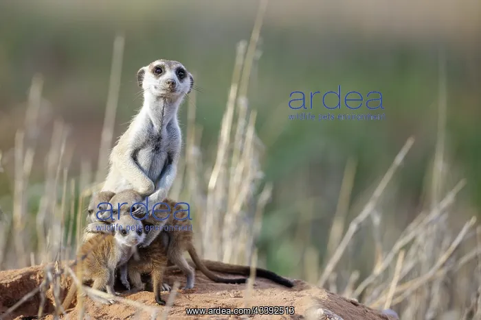 : Suricate (Suricata suricatta). Also called Meerkat : Suricate (Suricata suricatta). Also called Meerkat