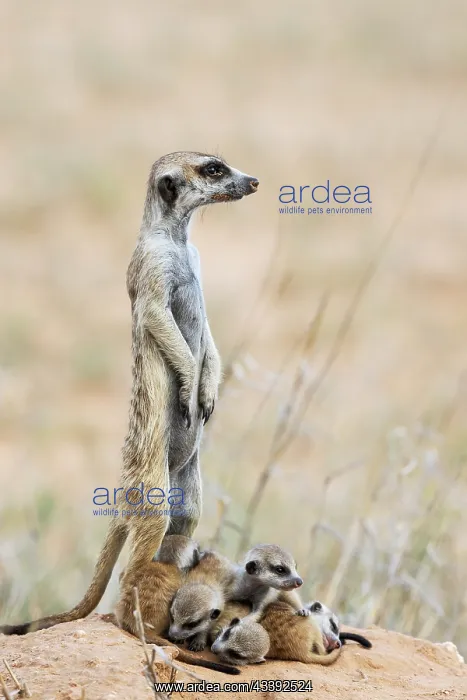 : Suricate (Suricata suricatta). Also called Meerkat : Suricate (Suricata suricatta). Also called Meerkat